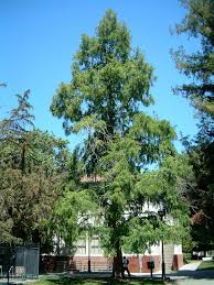 Meet The Trees: The Dawn Redwood | April 13, 2020 - Friends Of The Public  Garden