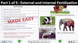 Internal Vs External Fertilisation - Hsc Biology - Edzion