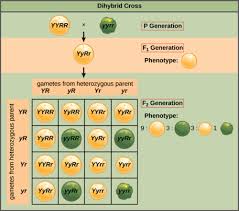 Solved What Is The Difference Between Heterozygous And | Chegg.Com