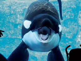 Kotar | Killer Whale Wiki | Fandom