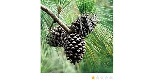 Difference Between Cycas And Pinus