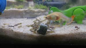 Guppy Sitting At Bottom Of Tank - Diseases - C.A.R.E.