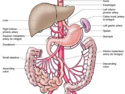 Schematic Illustration Of The Arterial Supply To The Diaphragm | Download  Scientific Diagram