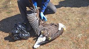 Do Eagles Eat Dead Animals? - Quora