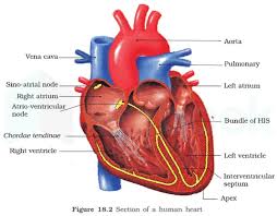 Solved] Which Chamber Of Heart Has The Thickest Muscular Walls?