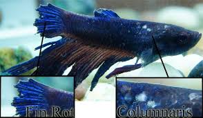 Follow Up: Tail Biting Vs Fin Rot : R/Bettafish